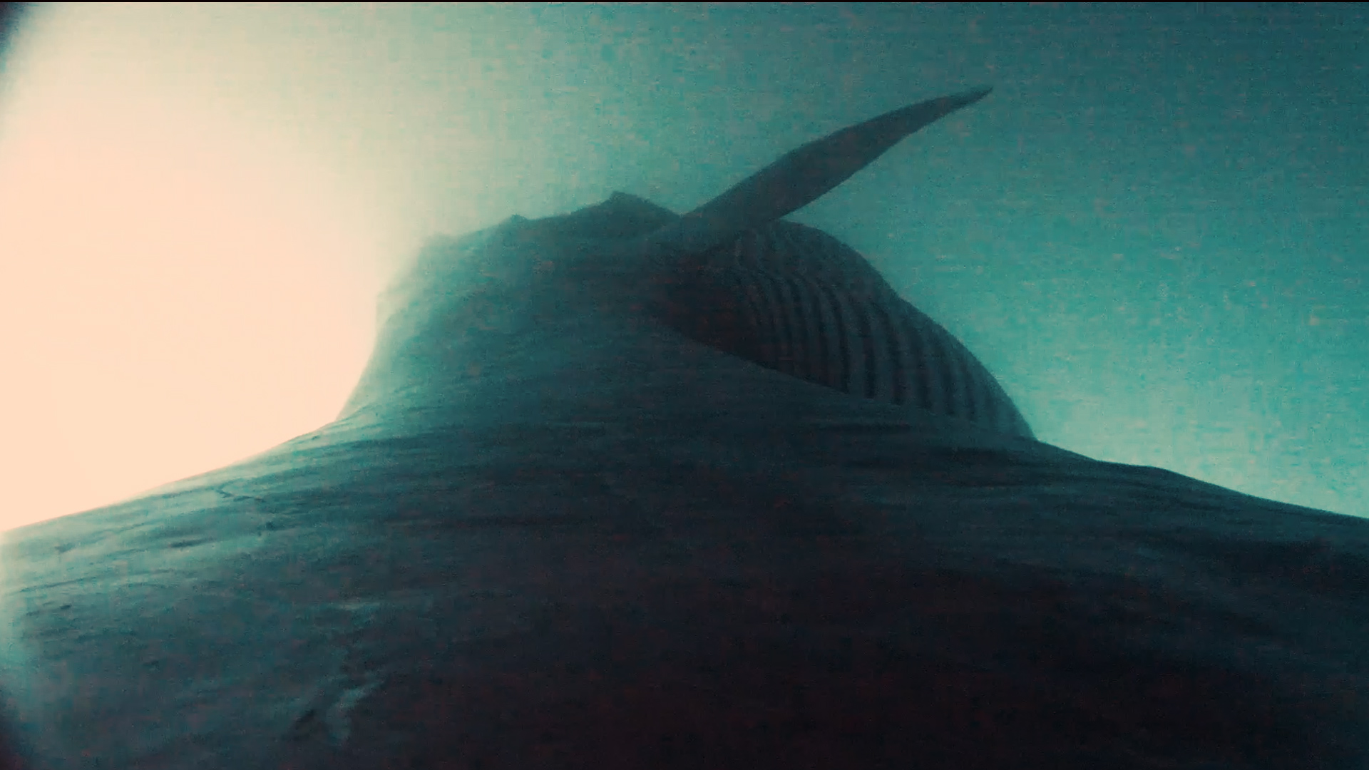 Image vidéo issue de la balise qui montre l'animal sous la mer depuis son dos